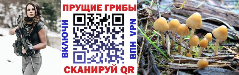 даркнет сайт  Железногорск  МЕГА как зайти  Галлюциногенные грибы прущие грибы 